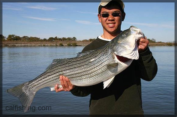 CA Delta Spring Striped Bass Fishing